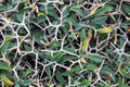 Φωτογραφίζοντας φυσικά μοτίβα (nature patterns)