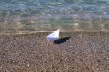 Χάρτινα καραβάκια στη θάλασσα