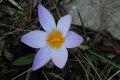 Κρόκος (Crocus)