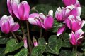 Κυκλάμινο το γραικό (Cyclamen graecum)