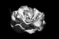 Τριανταφυλλιά (Rosa)