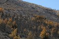 Πεντέλη, Μετά τη φωτιά του Αυγούστου 2009 , Αττική