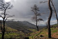 Διόνυσος, μετά τη φωτιά του Αυγούστου 2009 , Αττική