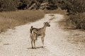 Άγριο Κατσίκι σε σέπια τόνους, Καρέας, Αττική