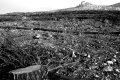 Το δάσος που έγινε κούτσουρα, Καρέας, Αττική