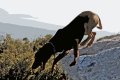Κυνηγόσκυλο σε κίνηση, Καισαριανή, Αττική