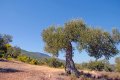 Ελιές στο Σοφικό Κορινθίας