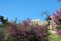 Κουτσουπιές στη Διονυσίου Αρεοπαγίτου, Ακρόπολη, Αθήνα, Αττική