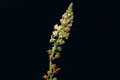 Ρεζεδά η λευκή, Reseda alba, Καρέας, Αττική