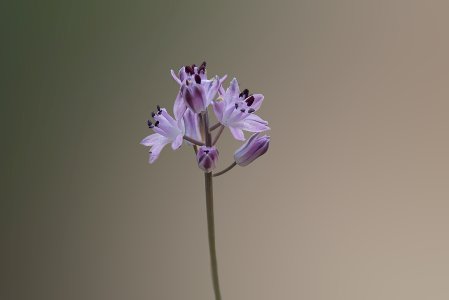 Φθινοπωρινός κρόκος ή κολοκασίδα (Colchicum autumnale), Βούλα, Αττική