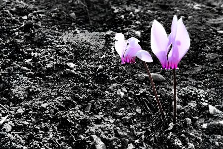 Τα πρώτα κυκλάμινα του Φθινοπώρου, Βούλα, Αττική