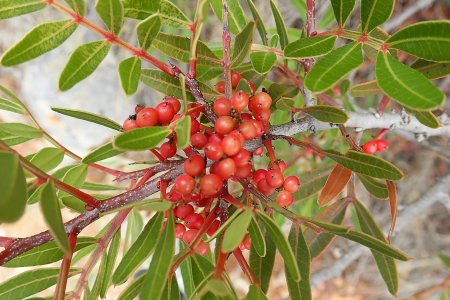 Οι καρποί του σχίνου στην αρχή του Φθινοπώρου, Βούλα, Αττική